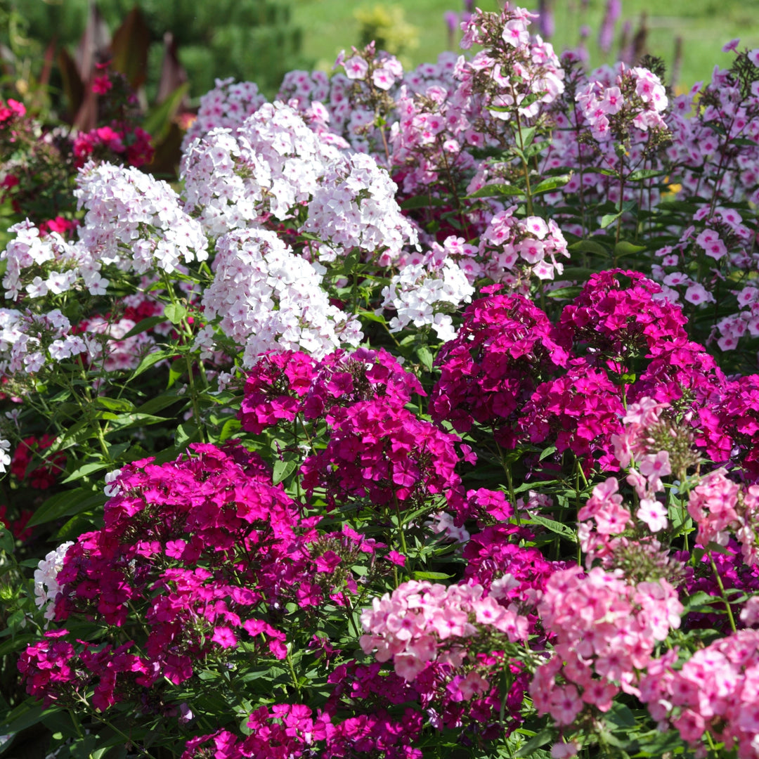 Multicolor Double Phlox Flowers - 3 Bare Roots - Vibrant and Stunning Mix of Colorful Blooms Image 3