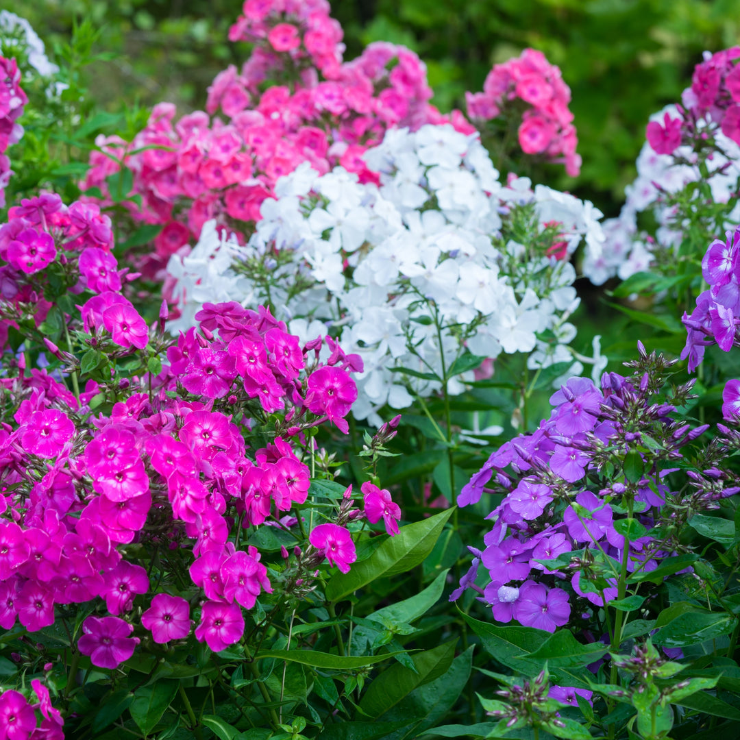 Multicolor Double Phlox Flowers - 3 Bare Roots - Vibrant and Stunning Mix of Colorful Blooms Image 1