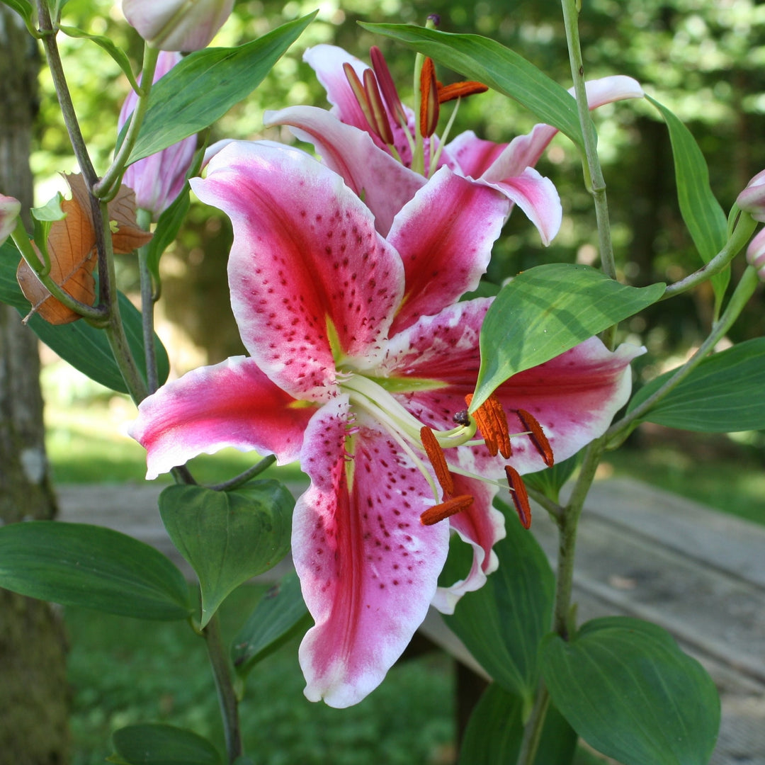 Giant Stargazer Lily Flowers - 6 Bulbs - Fragrant Fuchsia and Pink Petals Image 3