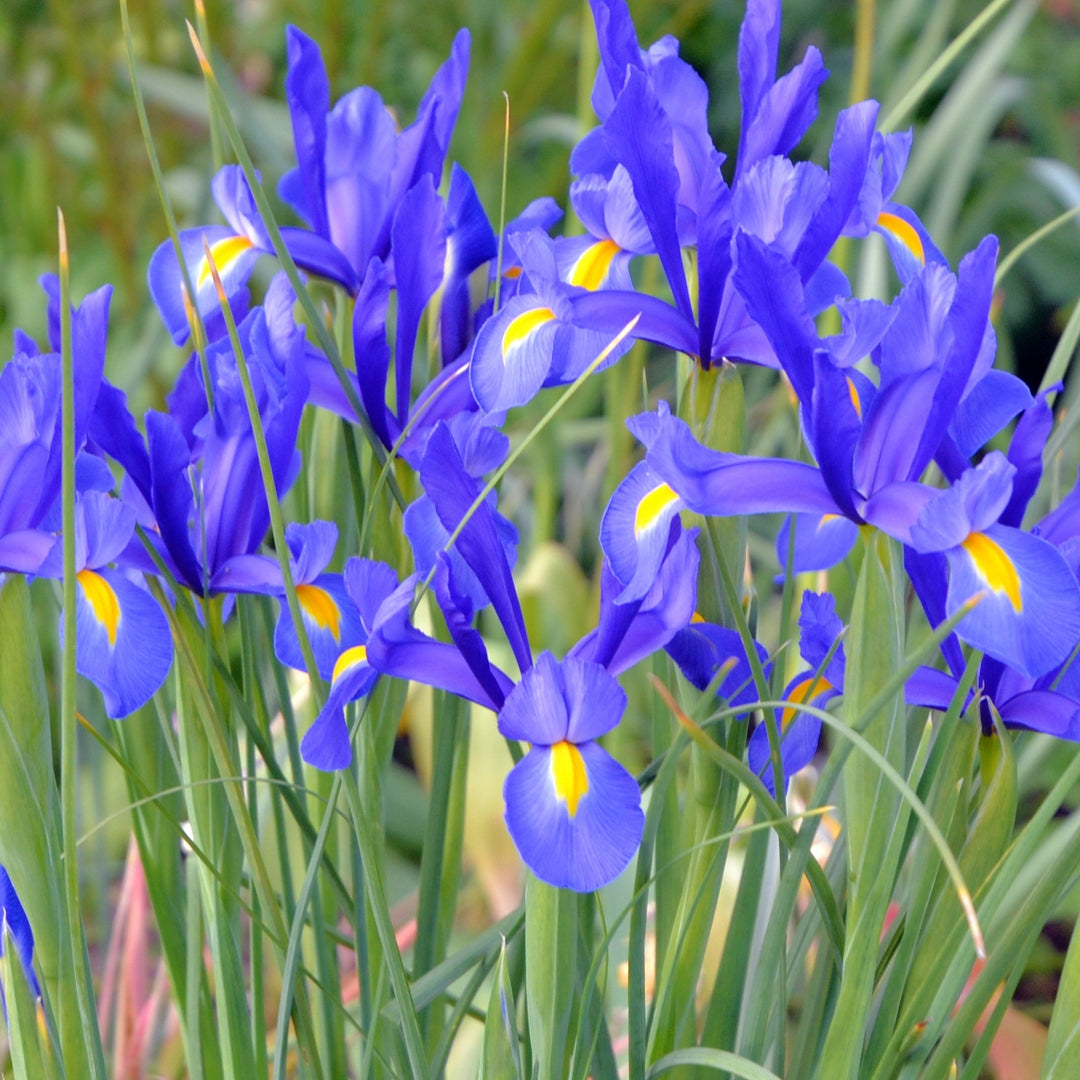 Mixed Dutch Diva Iris Flowers - 45 Bulbs - Beautiful, Bright, and Colorful Flowers Perfect for Gardens Image 3