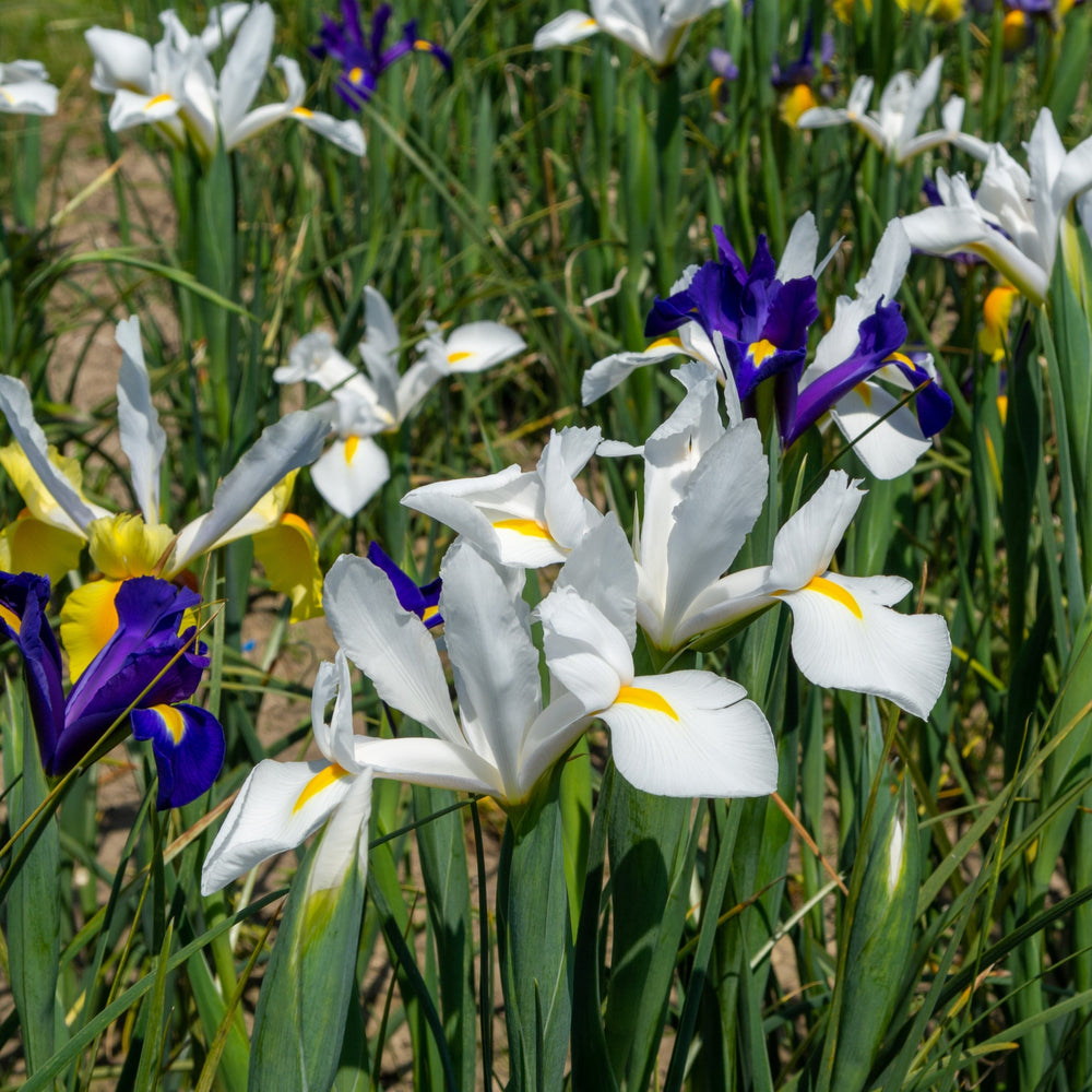 Mixed Dutch Diva Iris Flowers - 45 Bulbs - Beautiful, Bright, and Colorful Flowers Perfect for Gardens Image 2