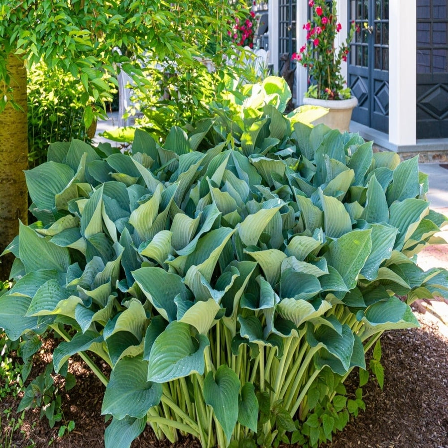 Giant Hosta Mixed Plants - 3 Bare Roots- Giant Blue-Green and Yellow-Green Leaves Perfect for Landscaping, Garden Image 1