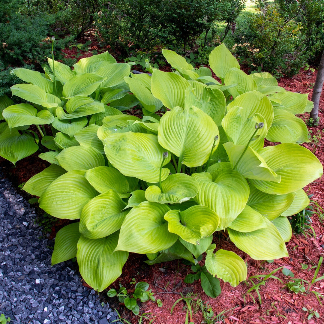 Giant Hosta Mixed Plants - 3 Bare Roots- Giant Blue-Green and Yellow-Green Leaves Perfect for Landscaping, Garden Image 4