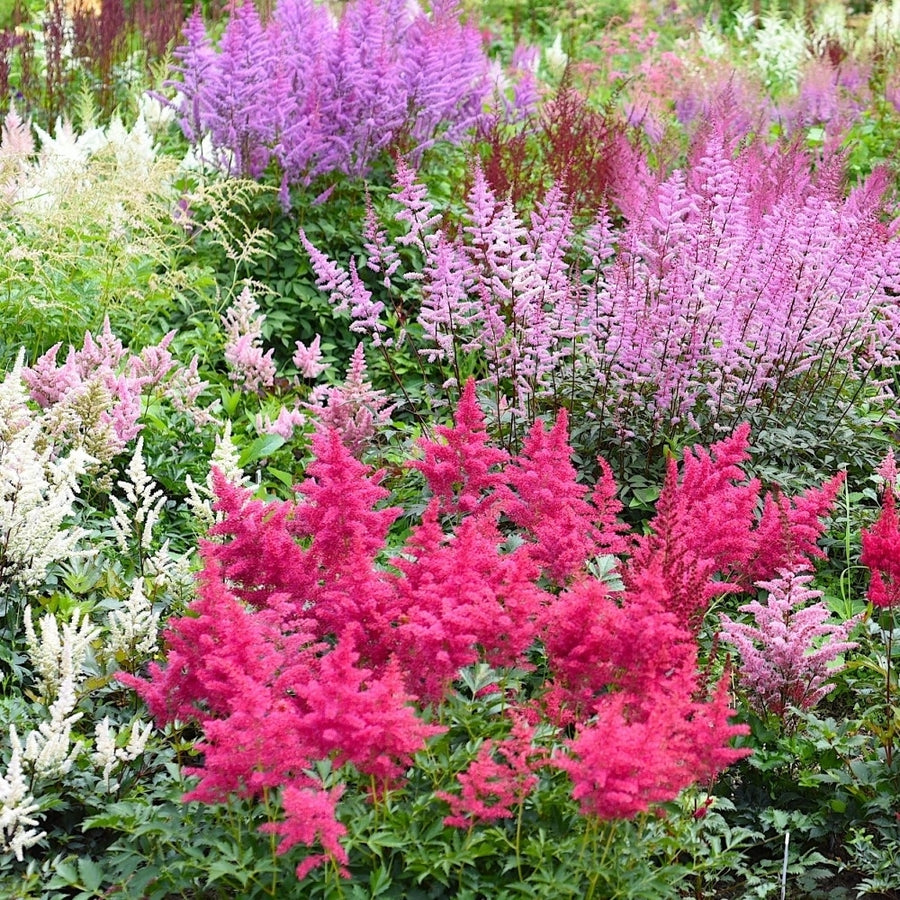 Giant Plume Assorted Astilbe Flowers - 3, 6 or 12 Bulbs Image 1