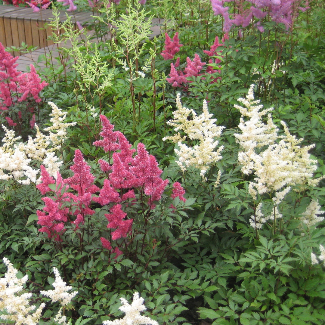 Giant Plume Assorted Astilbe Flowers - 3, 6 or 12 Bulbs Image 3