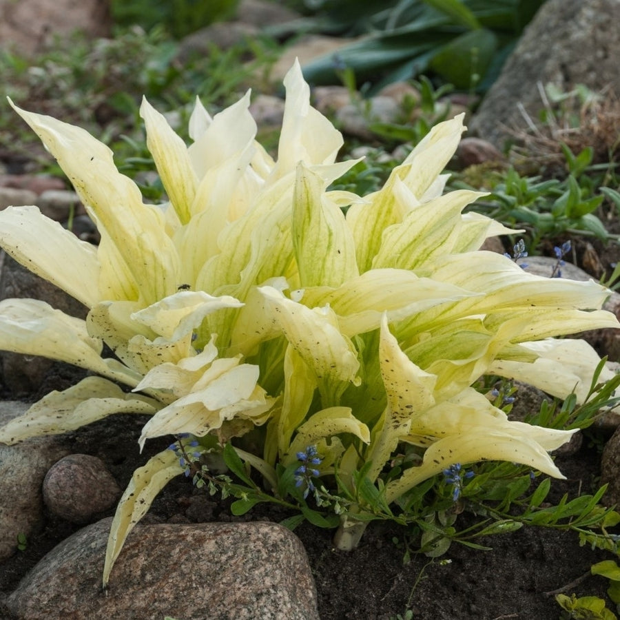 White Feather Trimmed Hosta - 3 Bare Roots Image 1