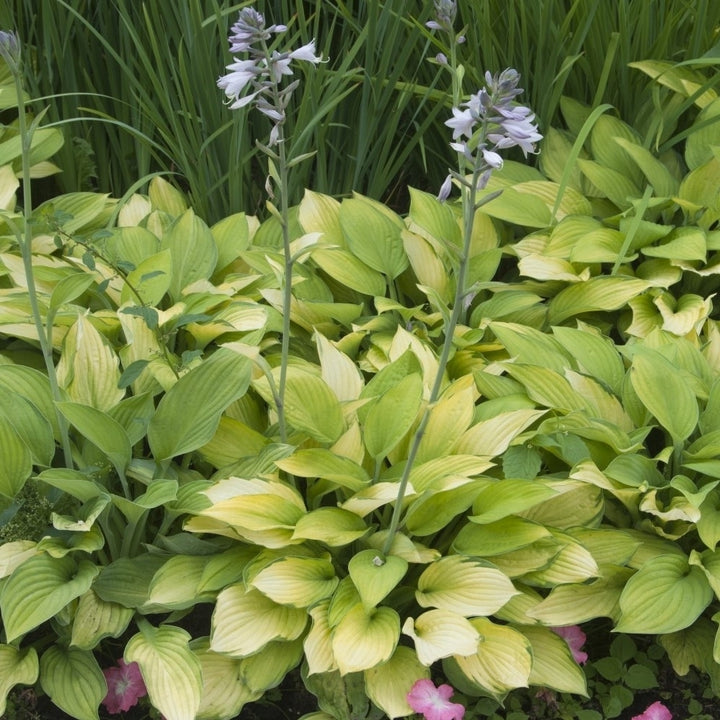 White Feather Trimmed Hosta - 3 Bare Roots Image 3