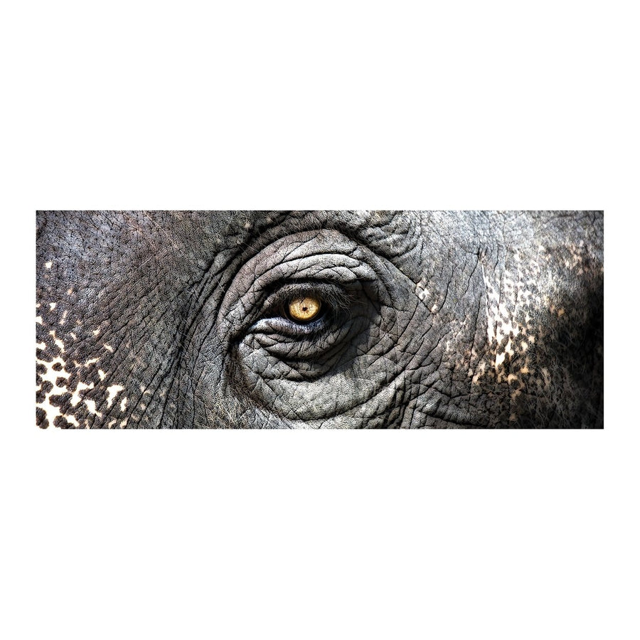 Elephant Study (Exclusive Gianni Rusconi Print on Canvas) Image 1