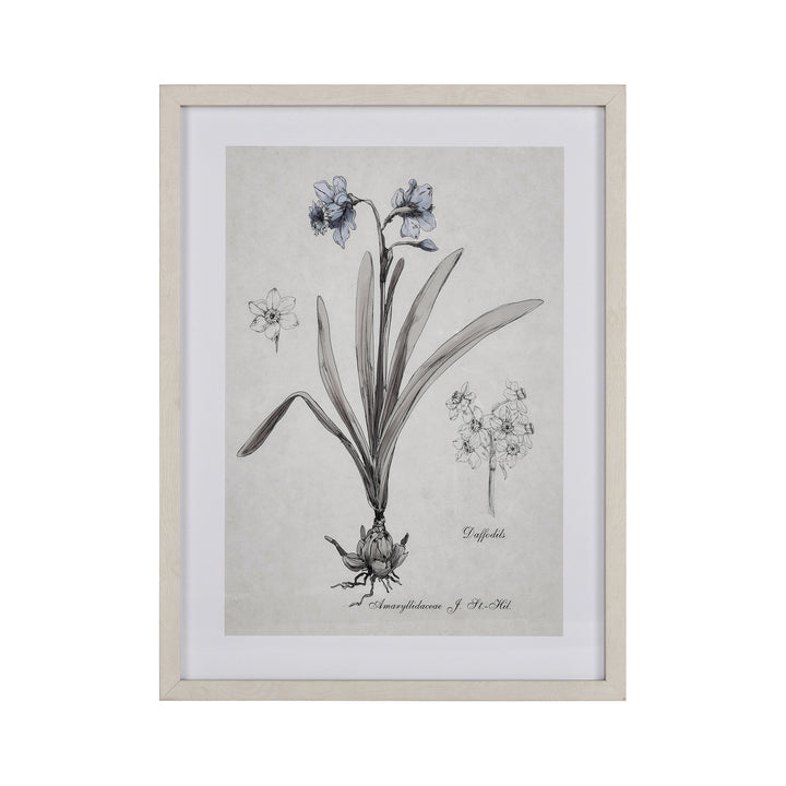 Daffodil Botanic Framed Wall Art Image 1