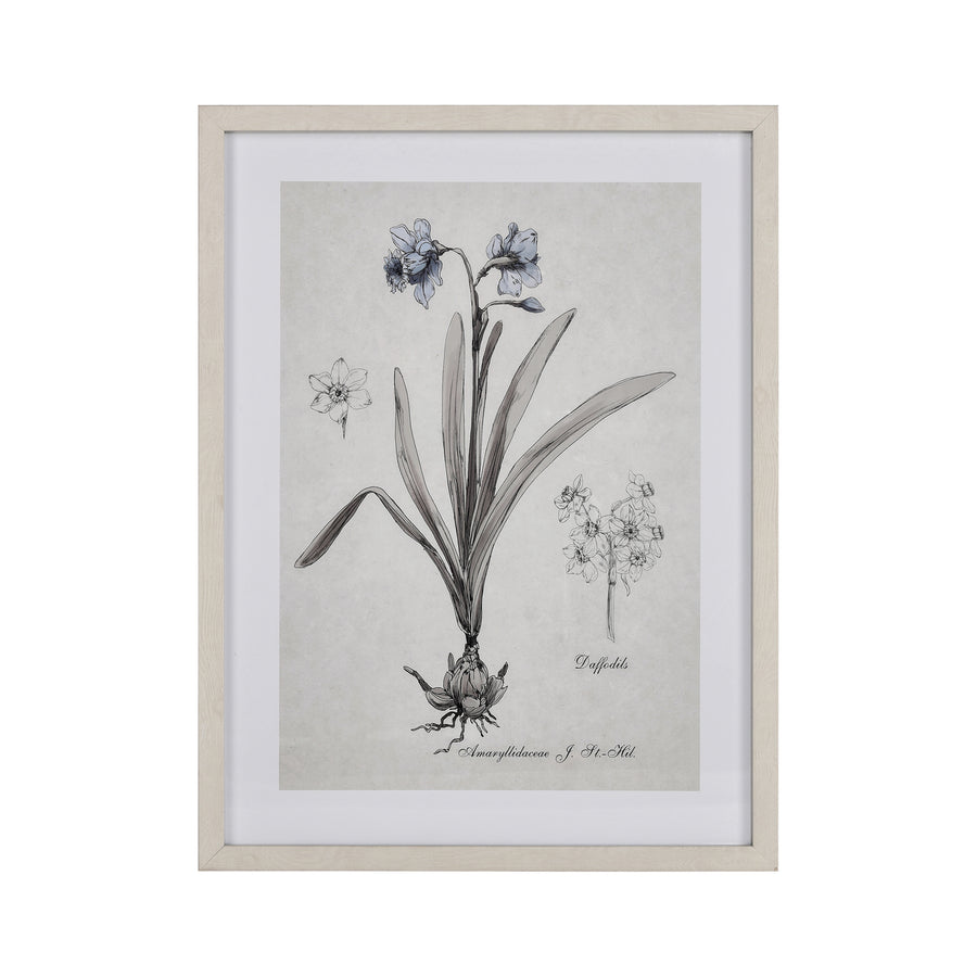 Daffodil Botanic Framed Wall Art Image 1