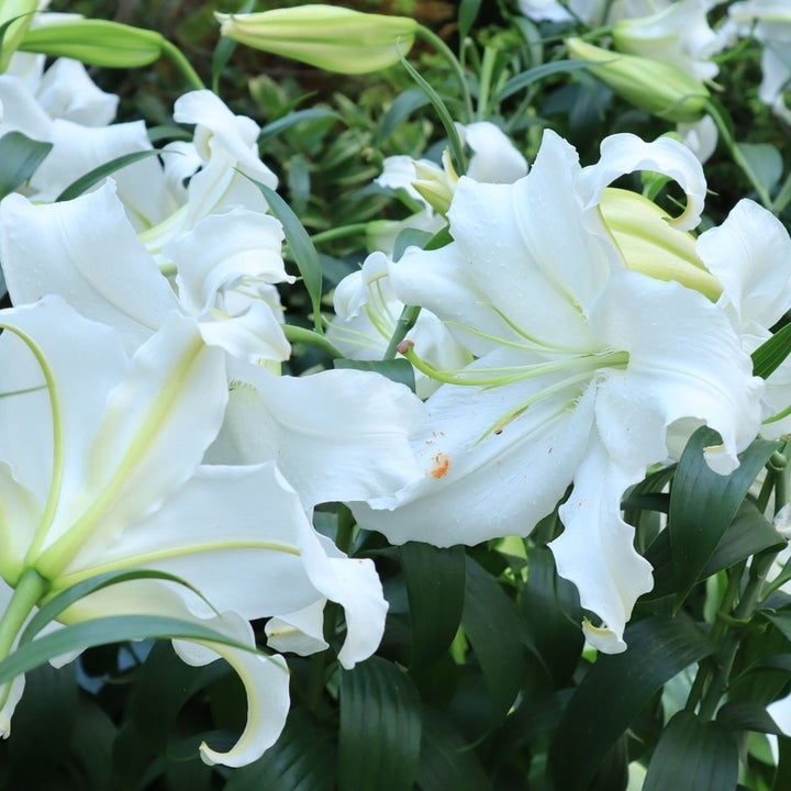 Giant Tree Lily "Pretty Lady" Flowers- 3 Bulbs - Pure White Blooms and Impressive Size Image 3