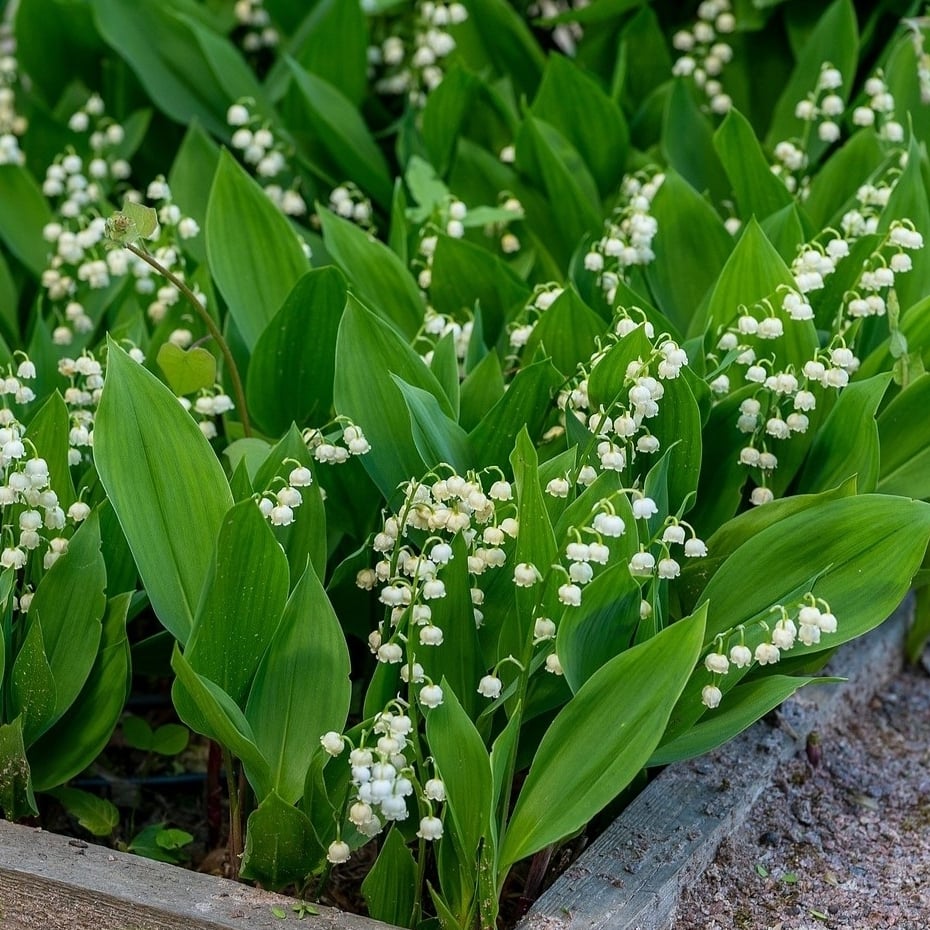 Sweet Scented Lily of The Valley Flowers - 4 Bulbs - Wonderful Blooms and Beautiful Petals Convallaria Majalis Image 2