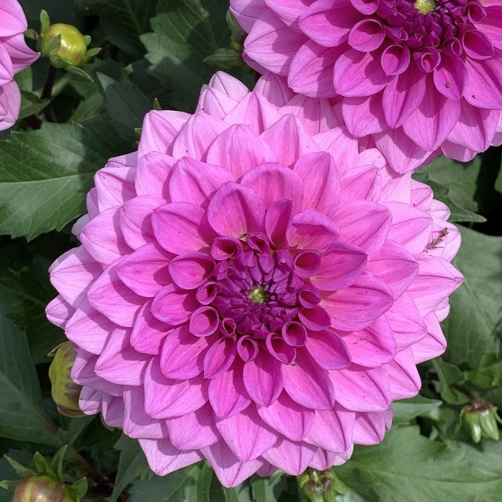 Grand Duchess Lilac Dahlia Flowers - 7 Bulbs - Splendid Spiky Petals, Easy to Grow Image 4