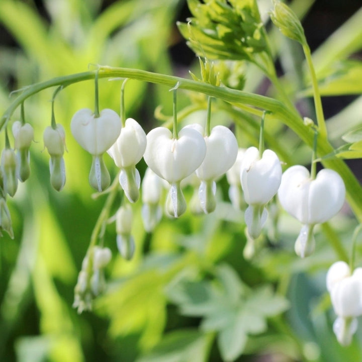 White Bleeding Heart Flowers - 2 Bare Roots - Unique Blooms Sprout Beautiful Heart Shaped Petals Image 1