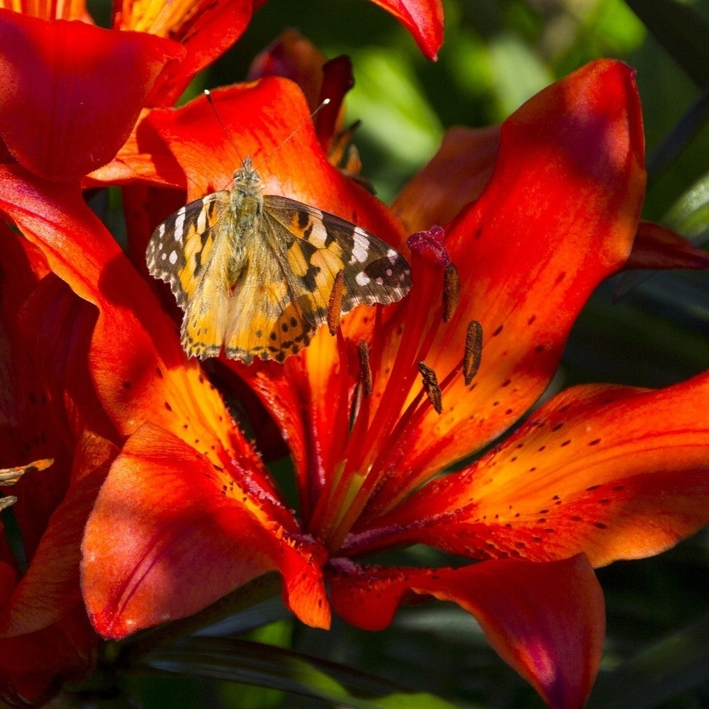 Lilium Oohs and Aahs Multicolor Mixed Flowers - 10 Bulbs - Bright Red, Yellow, Magenta, Gold and Orange Image 3
