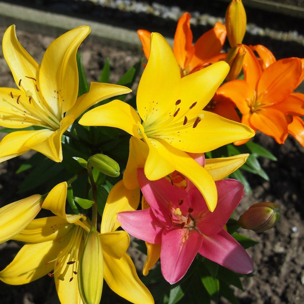 Lilium Oohs and Aahs Multicolor Mixed Flowers - 10 Bulbs - Bright Red, Yellow, Magenta, Gold and Orange Image 2