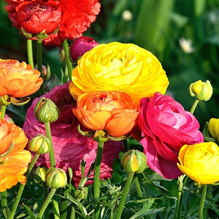 Double Bloom Buttercup Multicolor Mixed Flowers - 15 or 30 Bulbs - Magnificent Brightly Colored Double Blossom Rose-Like Image 1
