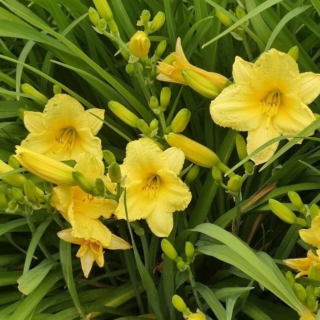 Stella DOro Day Lily Bulbs 6 or 12 Count Golden Yellow Perennial Flowers Image 2