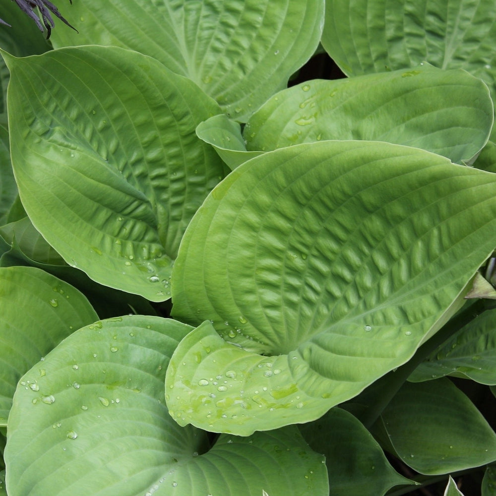 Large Cupped Leaf Drinking Gourd Hosta - 3 Bare Roots - Hardy and Shade Tolerant Plants Great for any Landscape Image 2