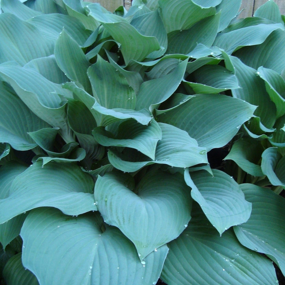 Big Blue Bressingham Hosta - 3 Bare Roots - Hardy and Shade Tolerant Plants Great for any Landscape Image 2