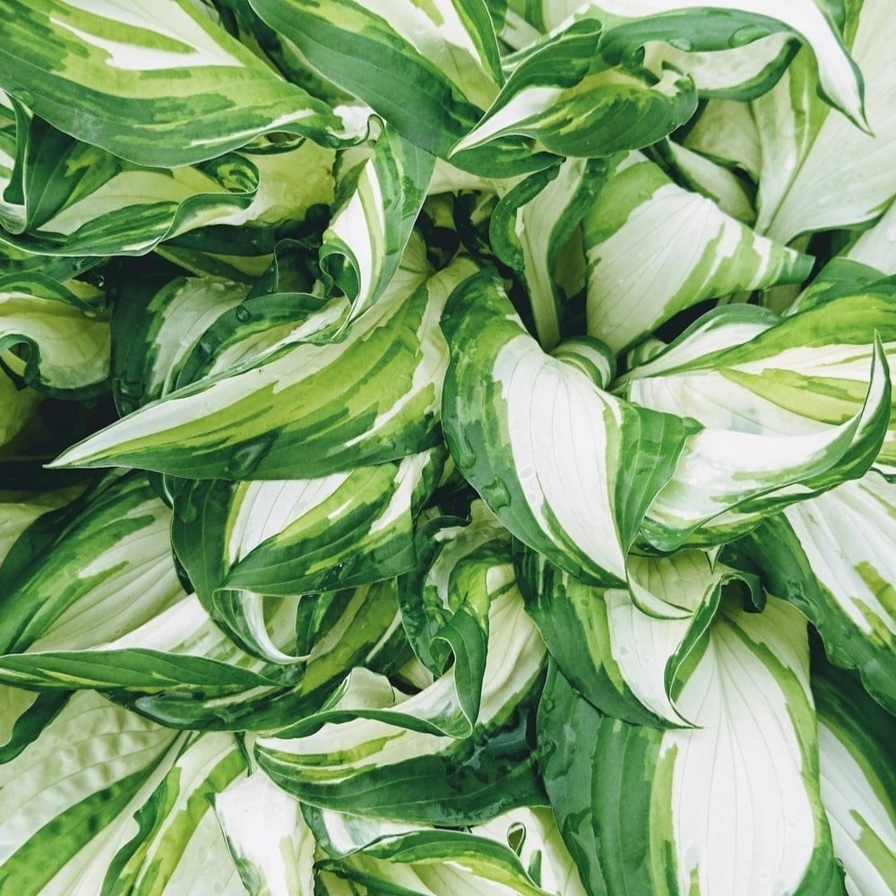 Fire and Ice Hosta - 3 Bare Roots - Green and White Hardy and Shade Tolerant Plants Great for any Landscape Image 2
