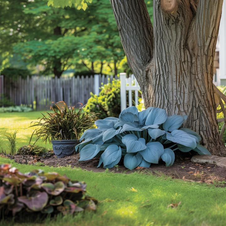 Big Blue Bressingham Hosta - 3 Bare Roots - Hardy and Shade Tolerant Plants Great for any Landscape Image 1