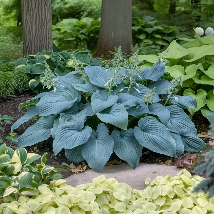 Big Blue Bressingham Hosta - 3 Bare Roots - Hardy and Shade Tolerant Plants Great for any Landscape Image 3