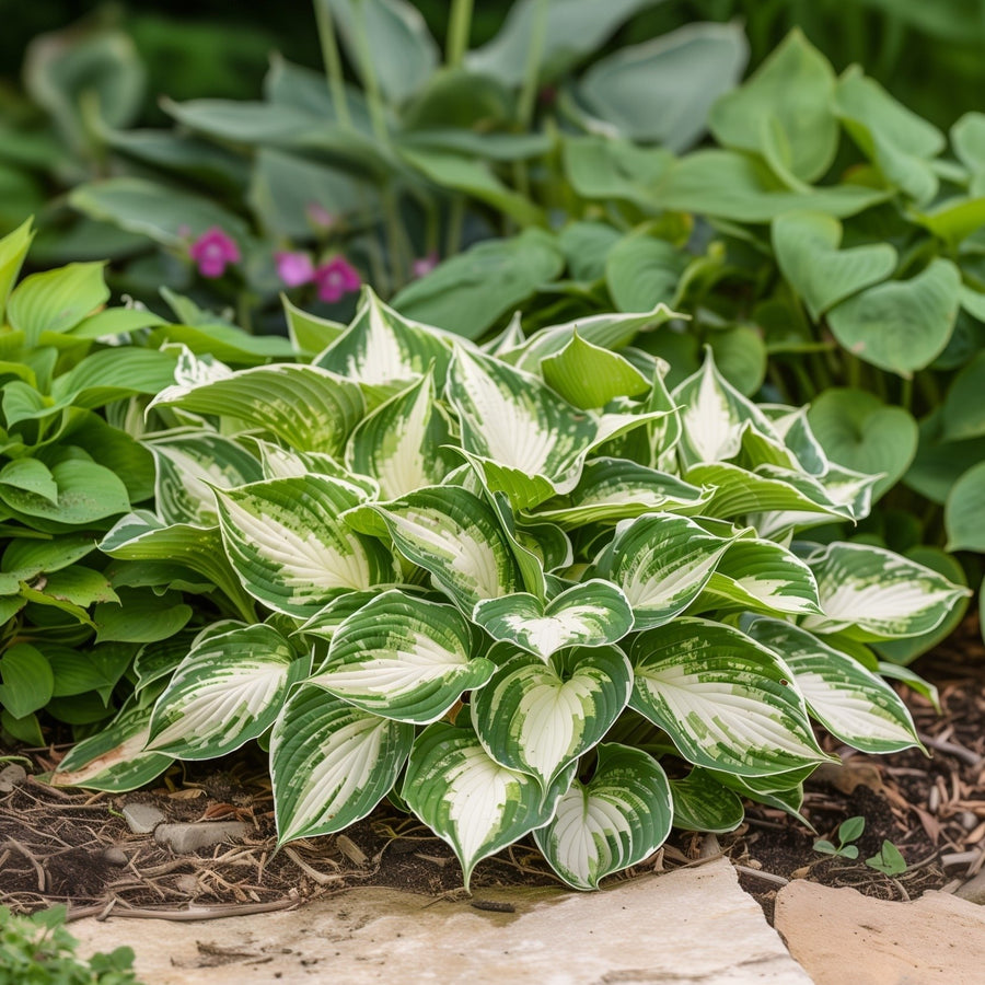 Fire and Ice Hosta - 3 Bare Roots - Green and White Hardy and Shade Tolerant Plants Great for any Landscape Image 1