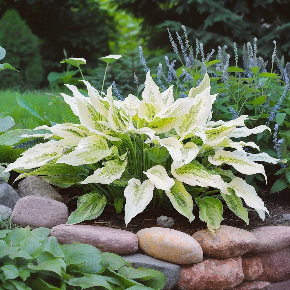 White Feather Trimmed Hosta - 3 Bare Roots Image 2