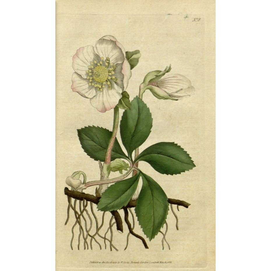 Botanical Print Of White Flower Poster Print (18 x 24) Image 1