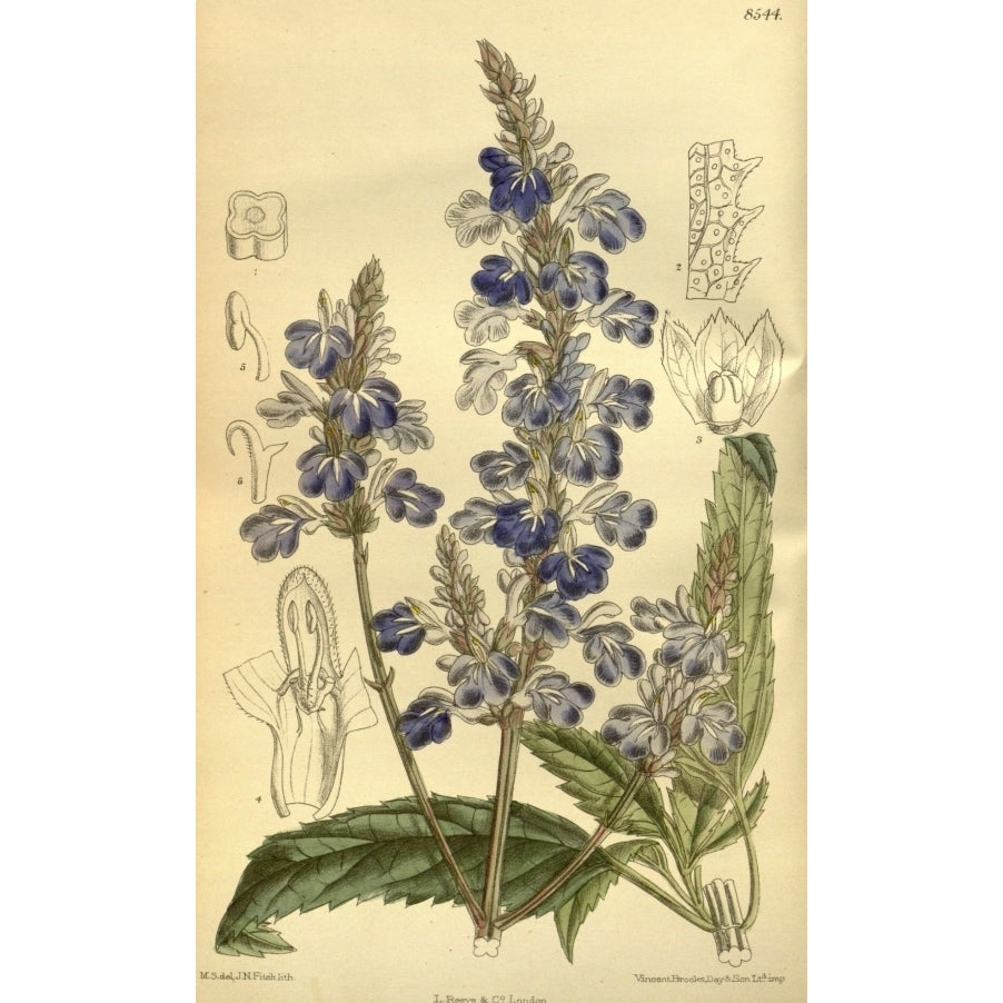 Botanical Print Of Blue Salvia Poster Print (18 x 24) Image 1