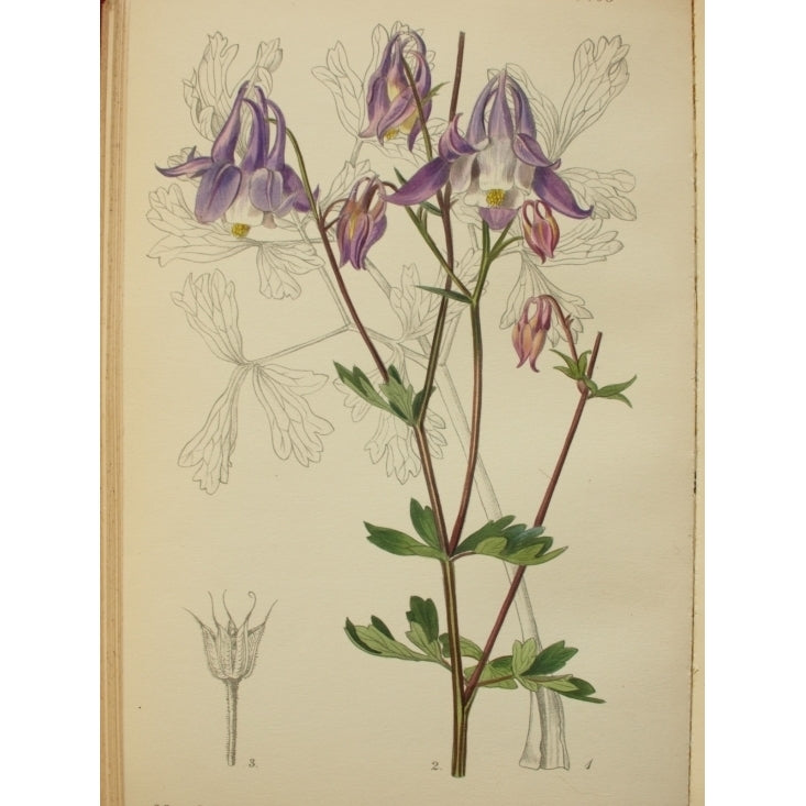 Botanical Print Of Aquilegia Nikolicii Poster Print (18 x 24) Image 1