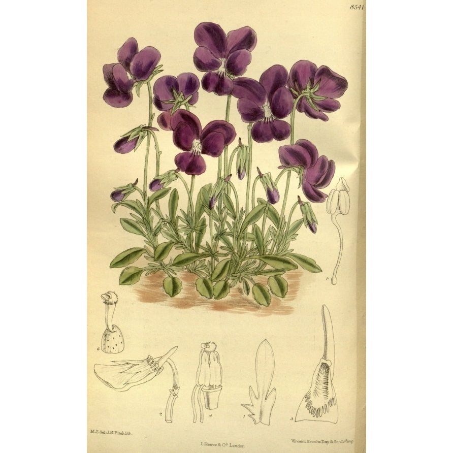 Botanical Print Of Purple Pansies Poster Print (18 x 24) Image 1