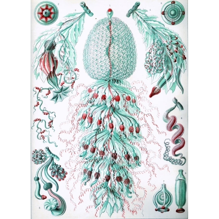 Ernst Haeckel - Organisms Classified as Siphonophorae Poster Print (18 x 24) Image 1