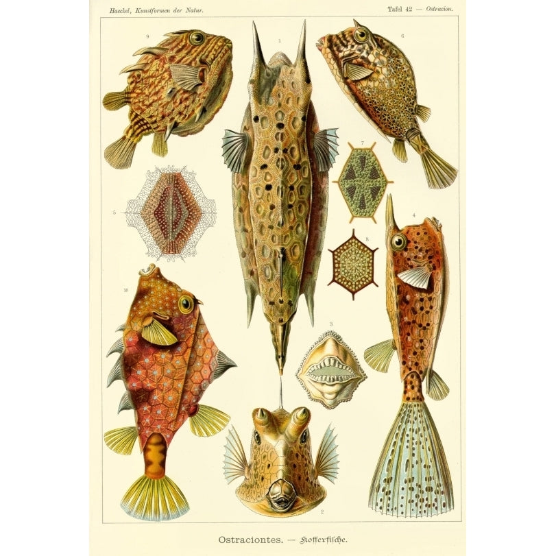 Ernst Haeckel - Organisms Classified as Ostraciontes (fish) Poster Print (24 x 36) Image 1