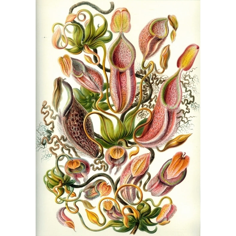 Ernst Haeckel - Organisms Classified as Nepenthes Poster Print (18 x 24) Image 1