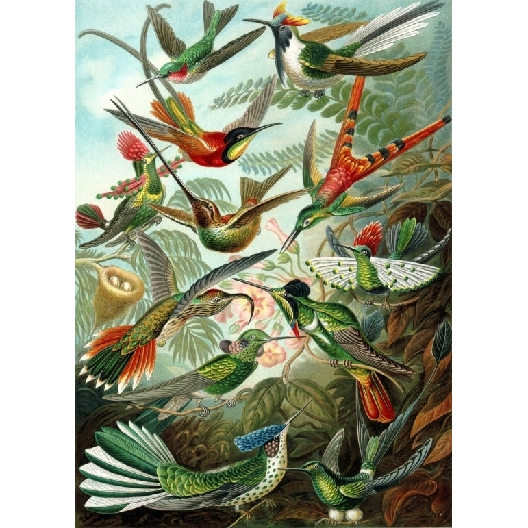 Ernst Haeckel - Organisms Classified as Trochilidae (Hummingbirds) Poster Print (18 x 24) Image 1