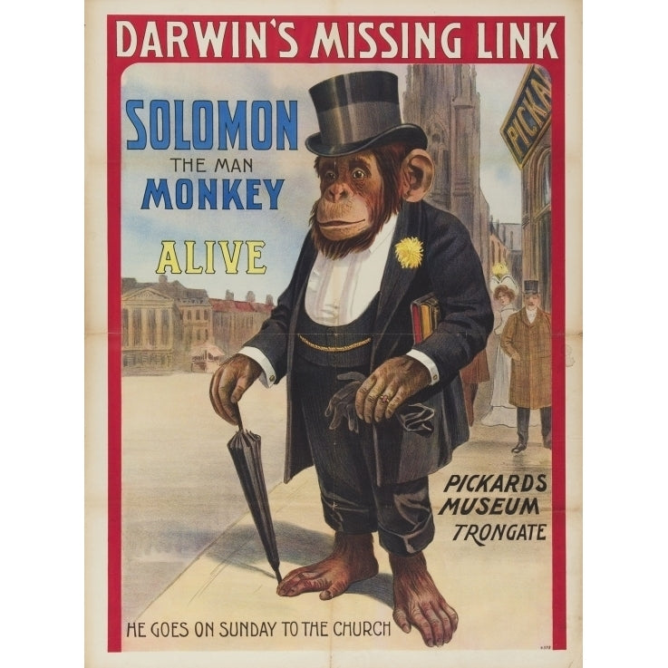 Solomon The Man Monkey Poster Print (24 x 36) Image 1