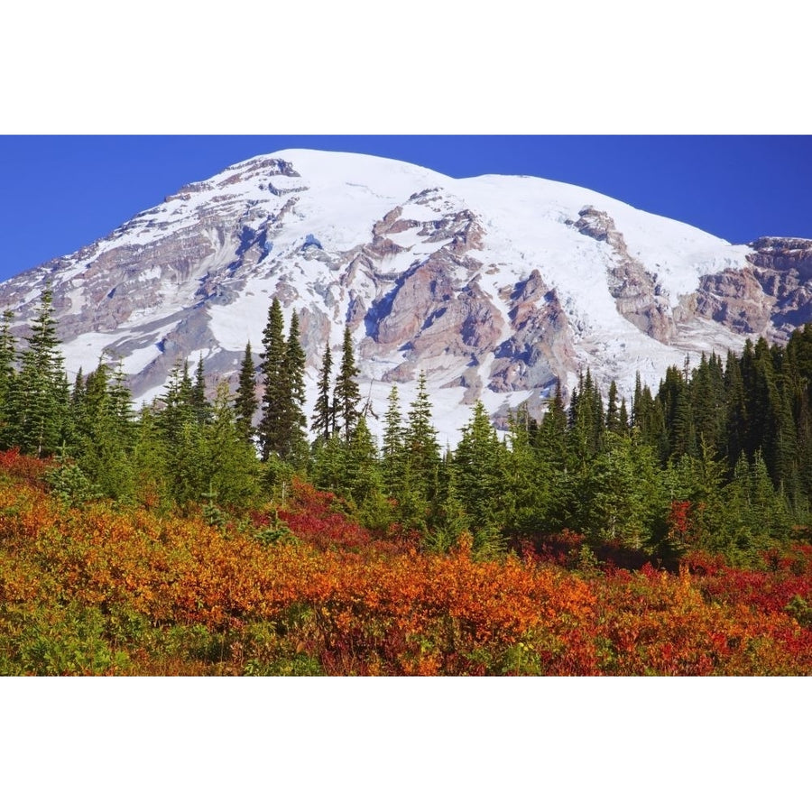 Autumn colours in Paradise Park with a view of Mount Rainier in Mount Rainier National Park; Washington United States of Image 1