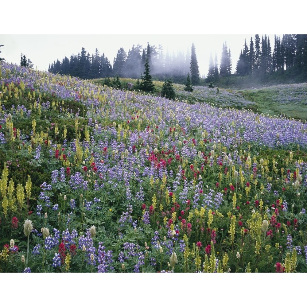 Variety of colourful wildflowers blossoming on a hillside meadow on Mount Rainier Mount Rainier National Park; Image 1