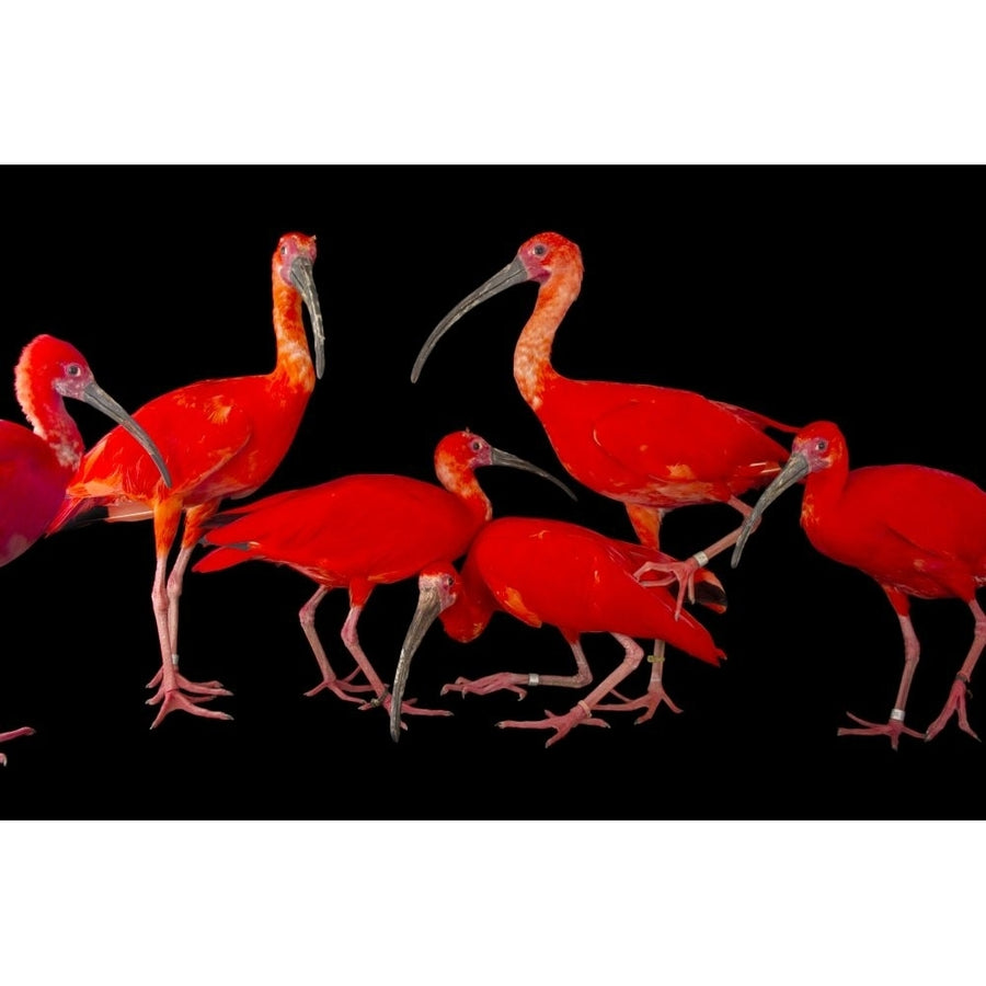 A flock of scarlet ibis (Eudocimus ruber) against a black background at the Caldwell Zoo; Tyler  Texas  United States of Image 1