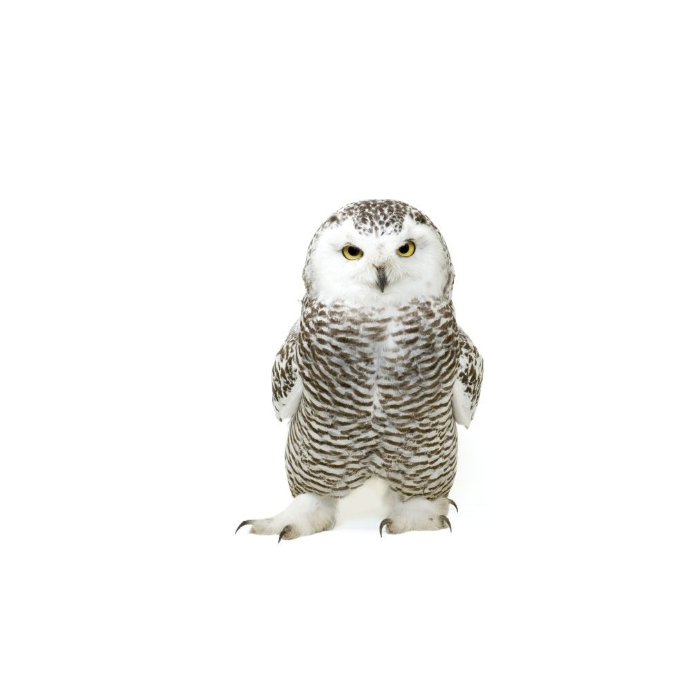 Portrait of a young female Snowy owl (Bubo scandiacus) at the Raptor Recovery Center; Elmwood  Nebraska  United States Image 1