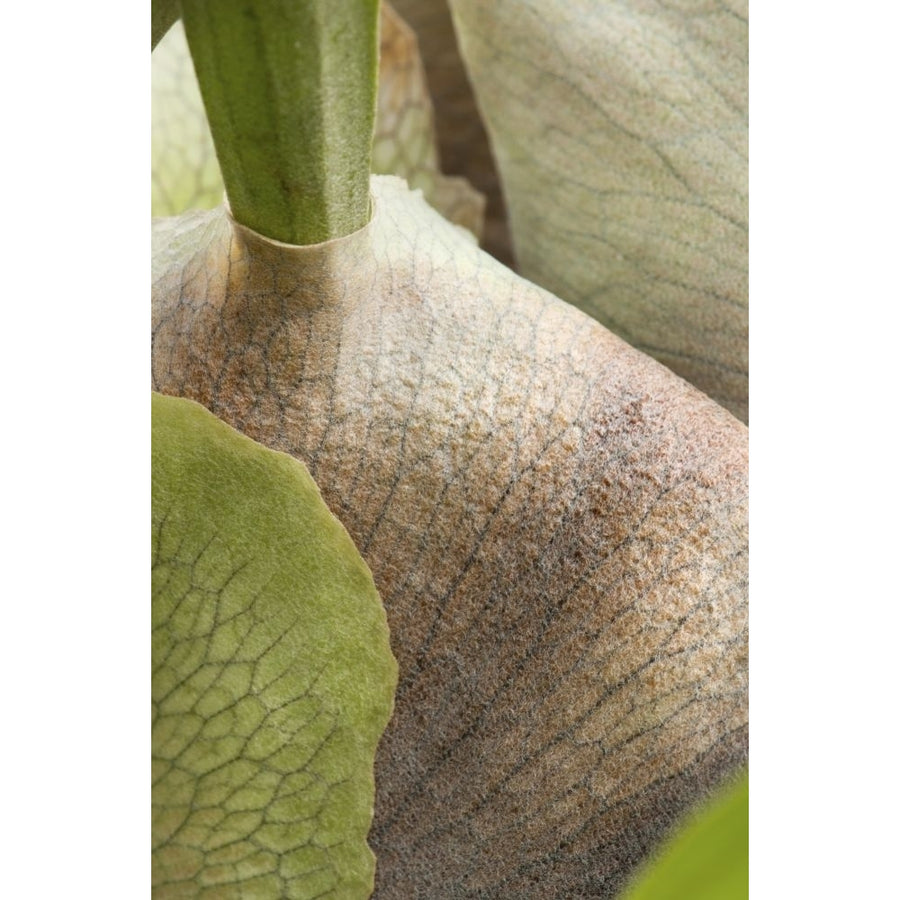 Close up of staghorn fern fronds Platycerium species.; Wellesley Massachusetts. Poster Print by Darlyne Murawski (11 x Image 1