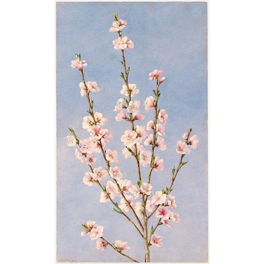 Peach Blossoms Poster Print by John William Hill (American (born England) London 1812??1879 West Nyack York) (18 x Image 1