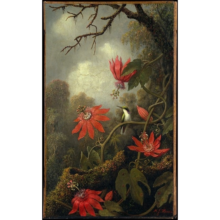 Hummingbird and Passionflowers Poster Print by Martin Johnson Heade (1819 ??1904) (18 x 24) Image 1