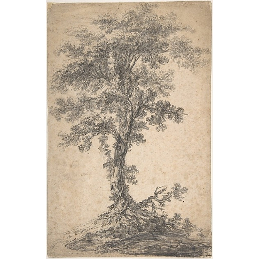 Study of a Tree Poster Print by Attributed to Jean Pillement (French Lyons 1728 ??1808 Lyons) (18 x 24) Image 1