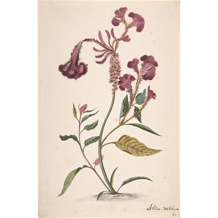 Study of a Hanekam (Celosia argentea) Poster Print by Alida Withoos (Dutch Amersfoot ca. 1662 ??1730 Hoorn) (18 x 24) Image 1