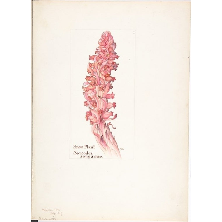 Snow Plant Sarcodes sanguinea Poster Print by Margaret Neilson Armstrong (American York 1867??1944 York) (18 x Image 1