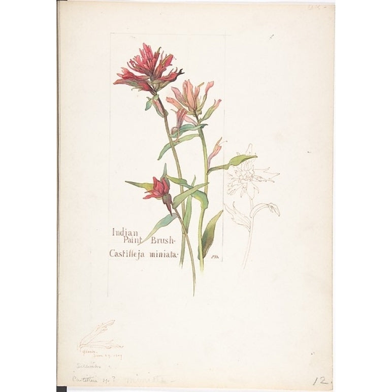 Indian Paint Brush Castilleja miniata Poster Print by Margaret Neilson Armstrong (American York 1867 ??1944 Image 1