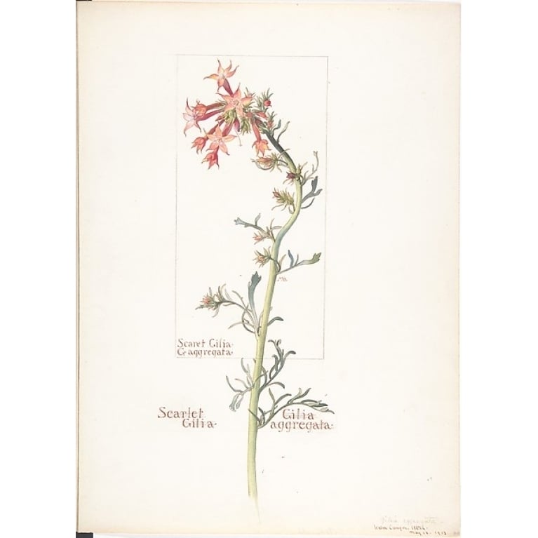 Scarlet Gilia Gilila aggregata Poster Print by Margaret Neilson Armstrong (American York 1867??1944 York) (18 x Image 1